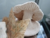dsc01747